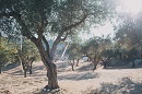 Оливковая роща в частном владении, Корфу
