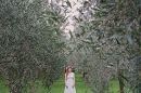 Оливковая роща в частном владении, Миконос