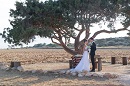 Свадьба в Айа-Напе: под деревом влюбленных Аоратос ---