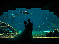 Фото Свадьба в отеле Atlantis Paradise Island, Багамские острова